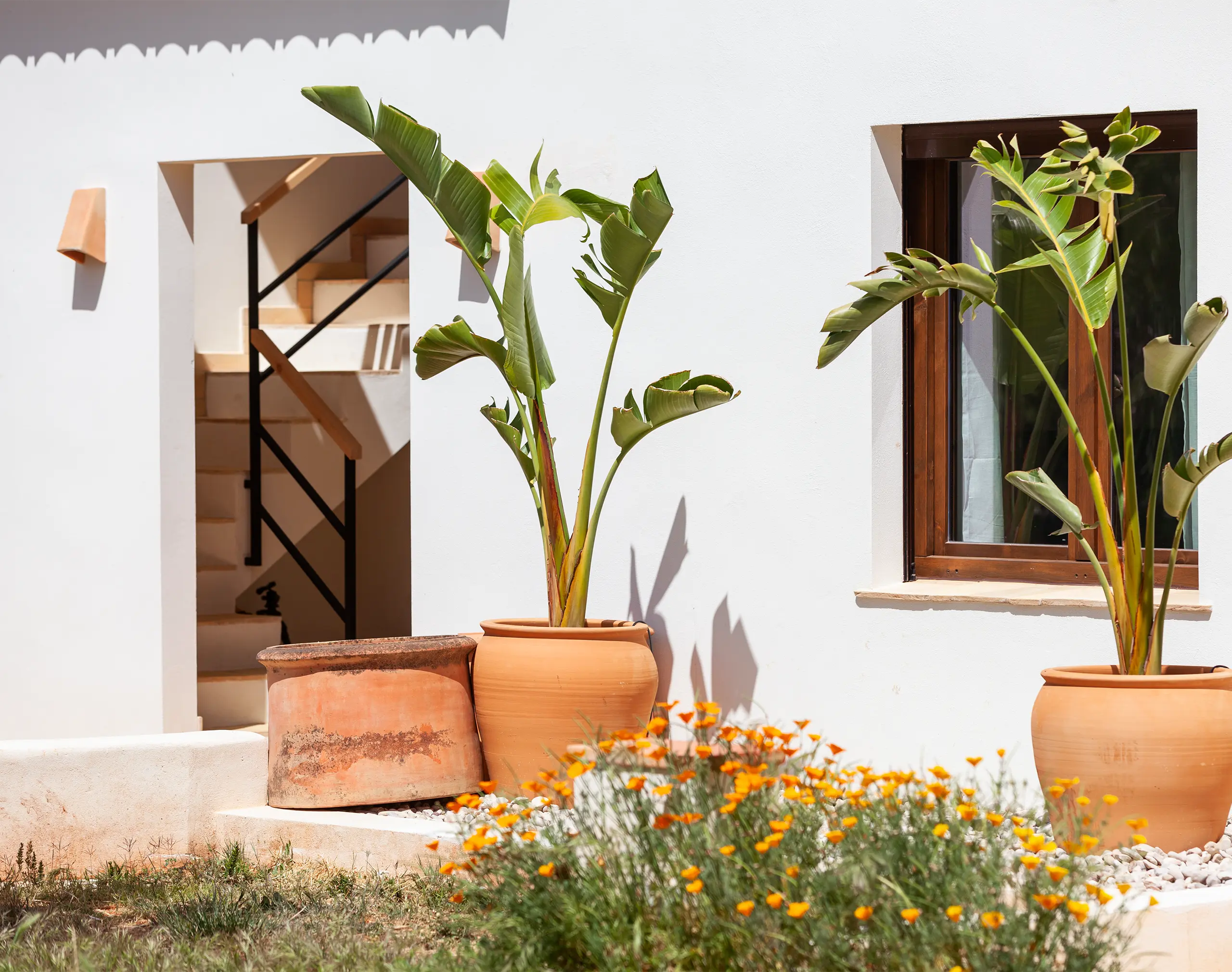 palms-calatrini